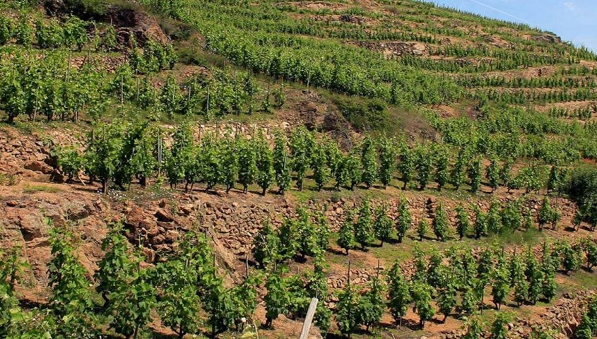 La région de la vallée du Rhône