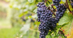 grappes de pinot noir