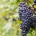grappes de pinot noir