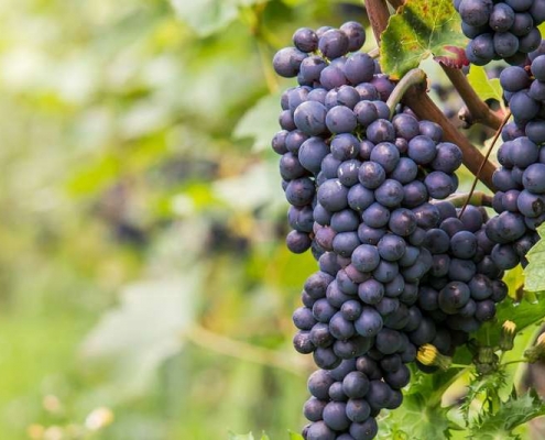 grappes de pinot noir