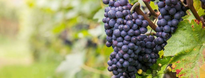 grappes de pinot noir