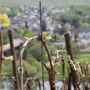 Printemps dans les vignes