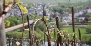 Printemps dans les vignes