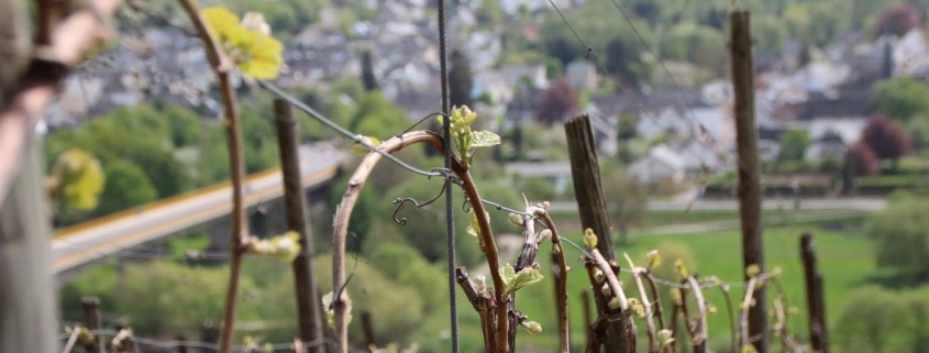 Printemps dans les vignes
