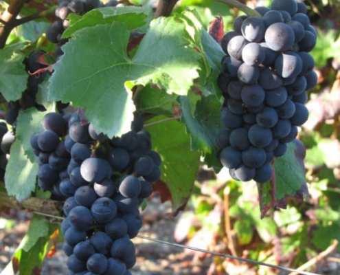 Grappes de pinot noir