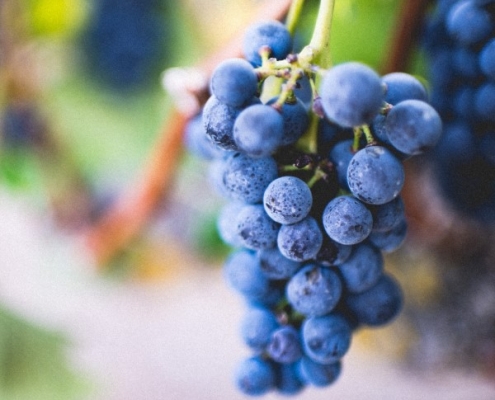Grappes de pinot noir