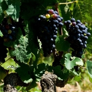 Grappes de syrah