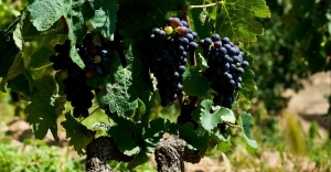 Grappes de syrah
