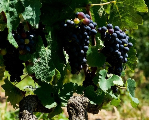 Grappes de syrah