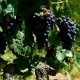 Grappes de syrah