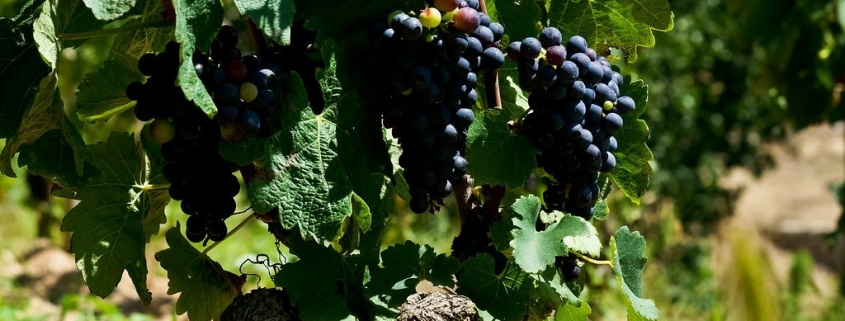 Grappes de syrah